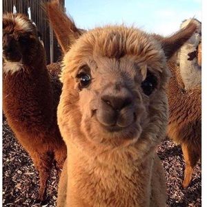 Meet your Posher, Ava